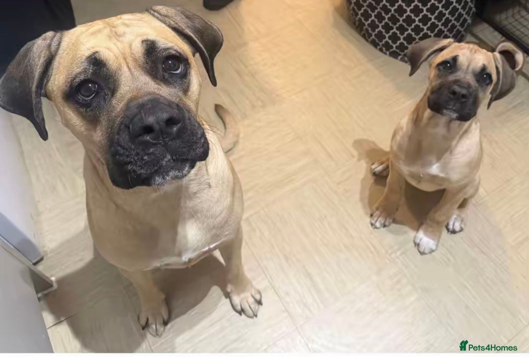 Cane Corso dogs for sale: 6 month female old cane corso - Advert 1