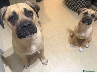 Cane Corso dogs 6 month female old cane corso - Advert 18