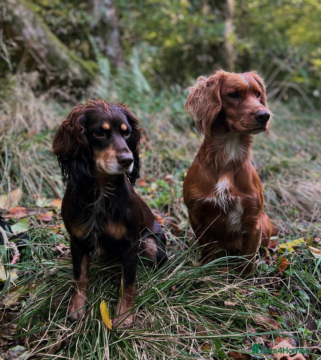 Cocker Spaniel dogs for stud: Hip scored. Fully DNA health tested - Advert 14