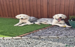 Old English Sheepdog dogs for sale: Old English puppies - Image 23