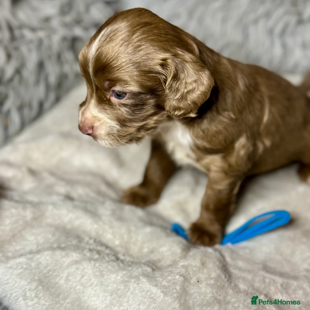 Cocker Spaniel dogs for sale: 💙1 BOY ABSOLUTELY STUNNING STUD LEFT💙  - Advert 7