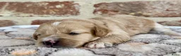 Cavapoo dogs for sale: F1 cavapoos  - Advert 16
