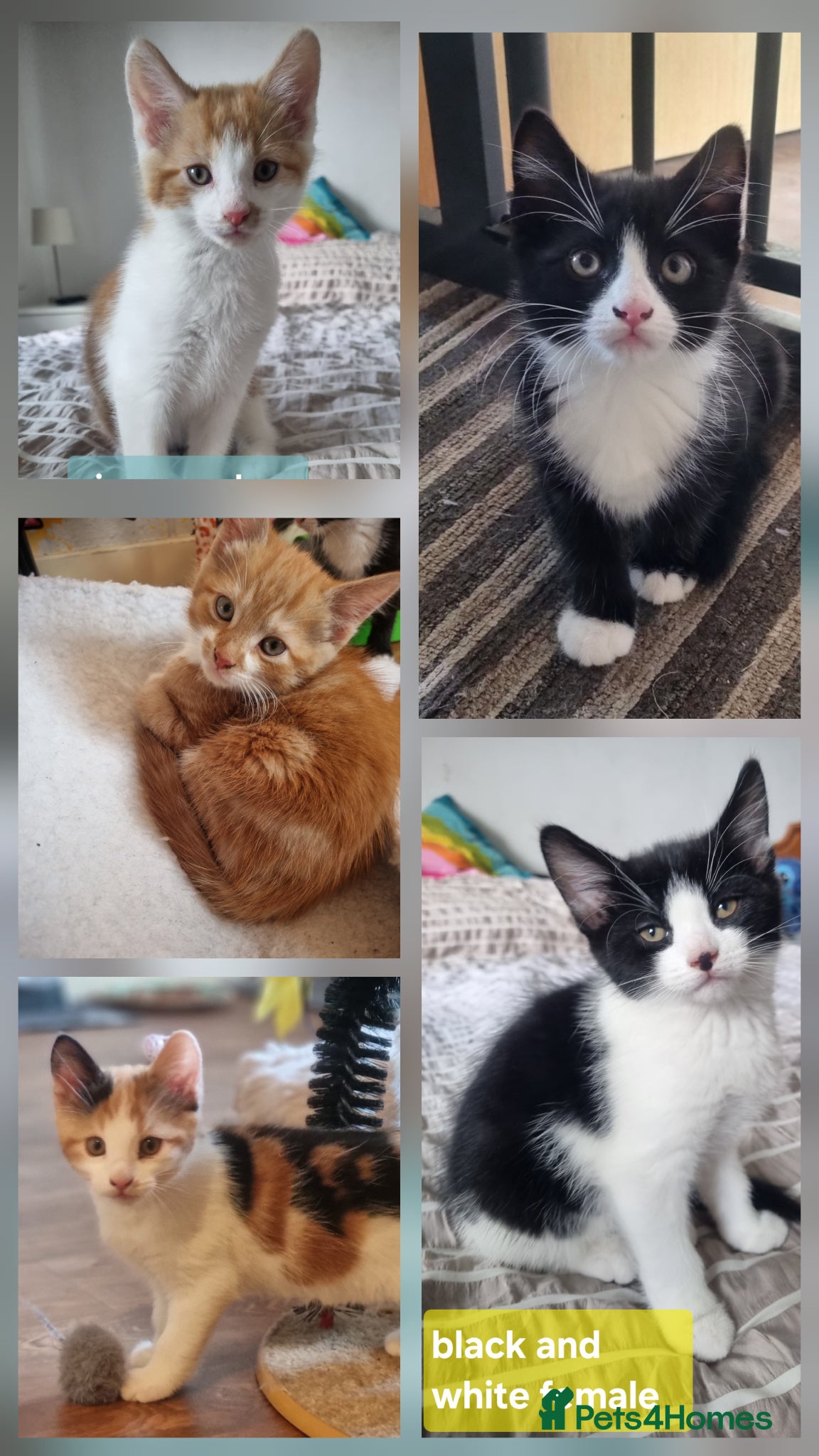 Mixed Breed cats READY NOW..Mixed litter of beautiful kittens - Advert 7