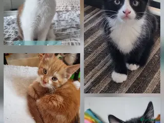 Mixed Breed cats READY NOW..Mixed litter of beautiful kittens - Advert 7