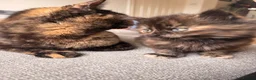 British Shorthair cats for sale: Beautiful BSH X Maine coon babies - Advert 10