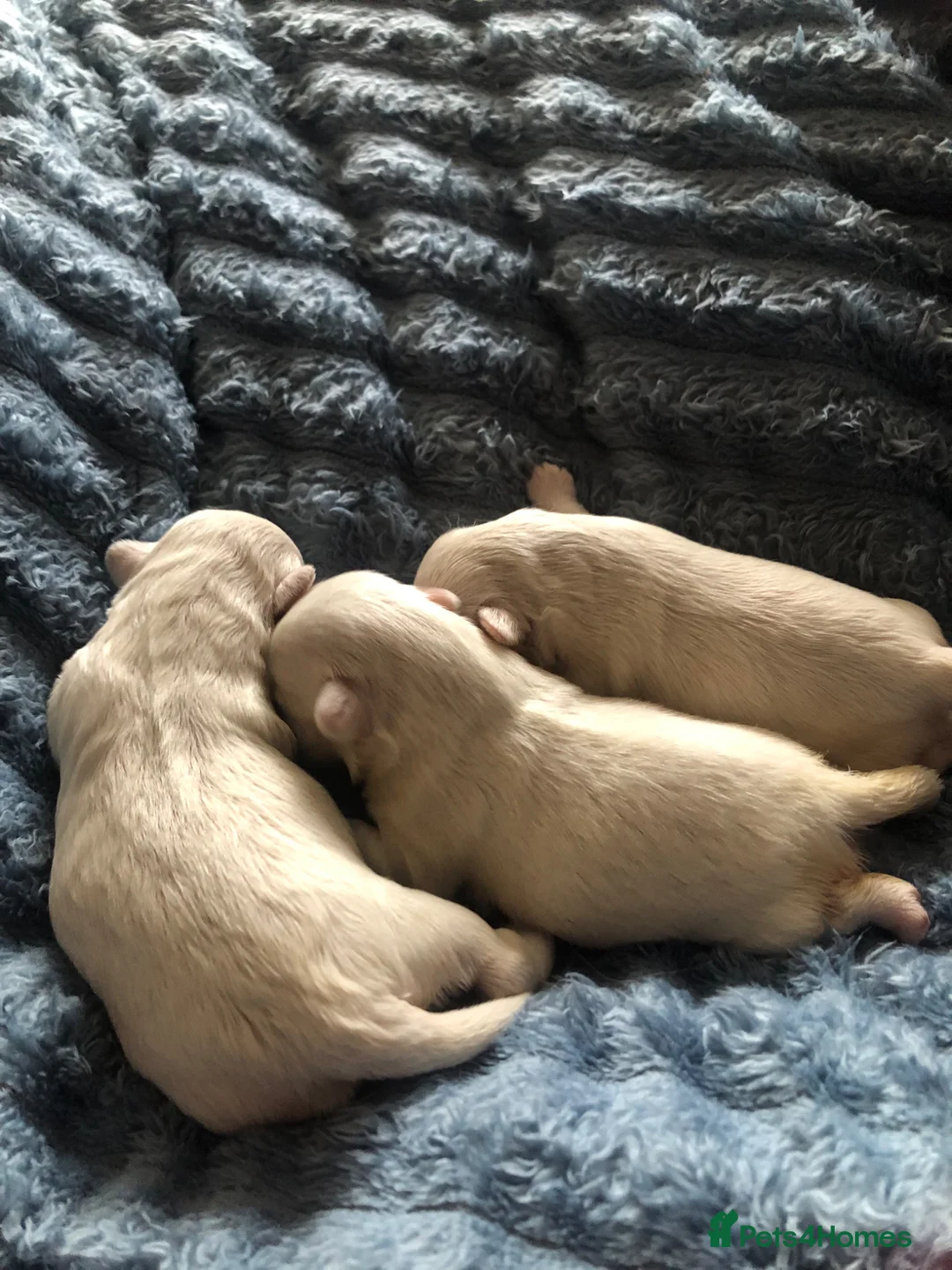 Shih Tzu dogs for sale: Beautiful pedigree imperial Shih zhus - Advert 31