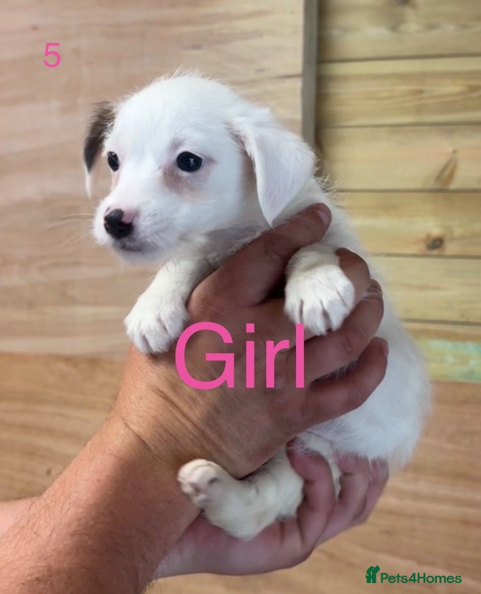 Jack Russell dogs Jack Russell puppies - Advert 2
