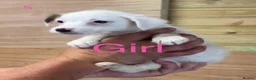 Jack Russell dogs for sale: Jack Russell puppies - Advert 2