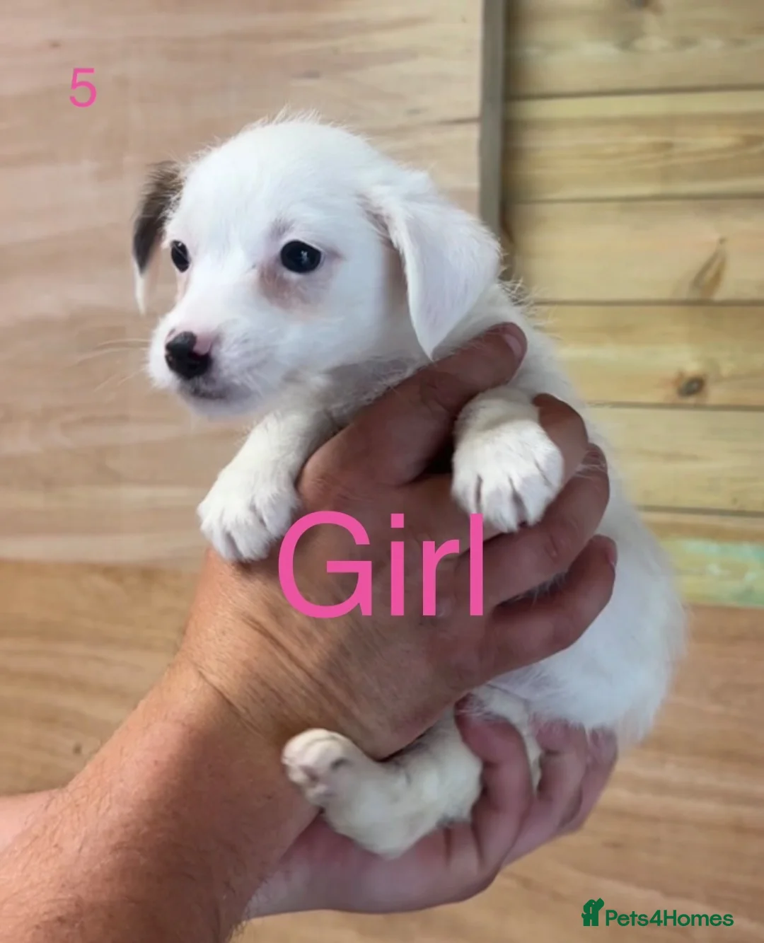 Jack Russell dogs for sale: Jack Russell puppies - Advert 2