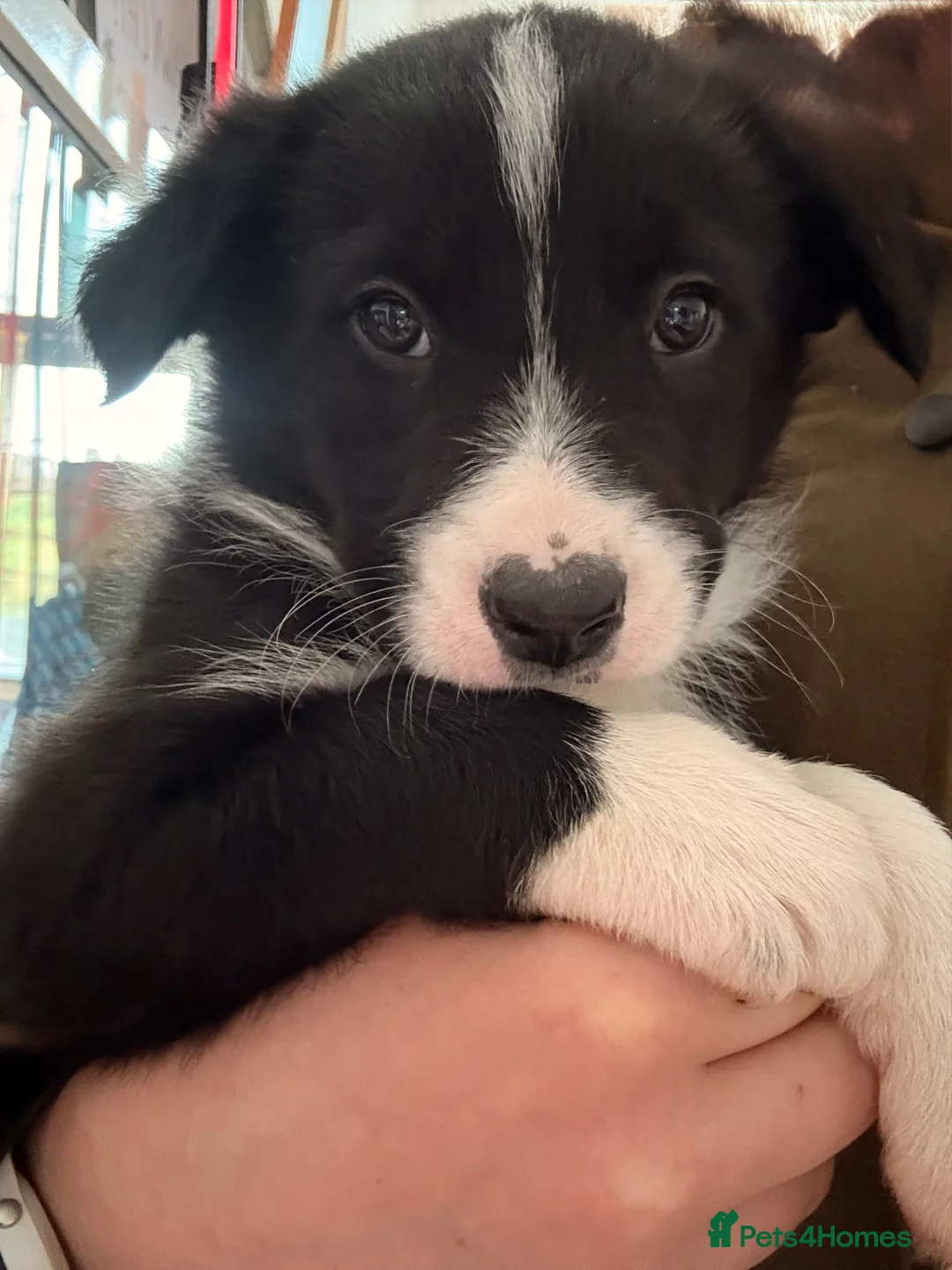 Border Collie dogs for sale: Gorgeous border collie puppies for sale  - Advert 20