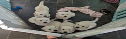 Golden Retriever dogs for sale: Bella’s Golden Gems 7 Gorgeous Puppies Coming Soon - Advert 8