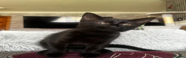 Girl: Kitten 3