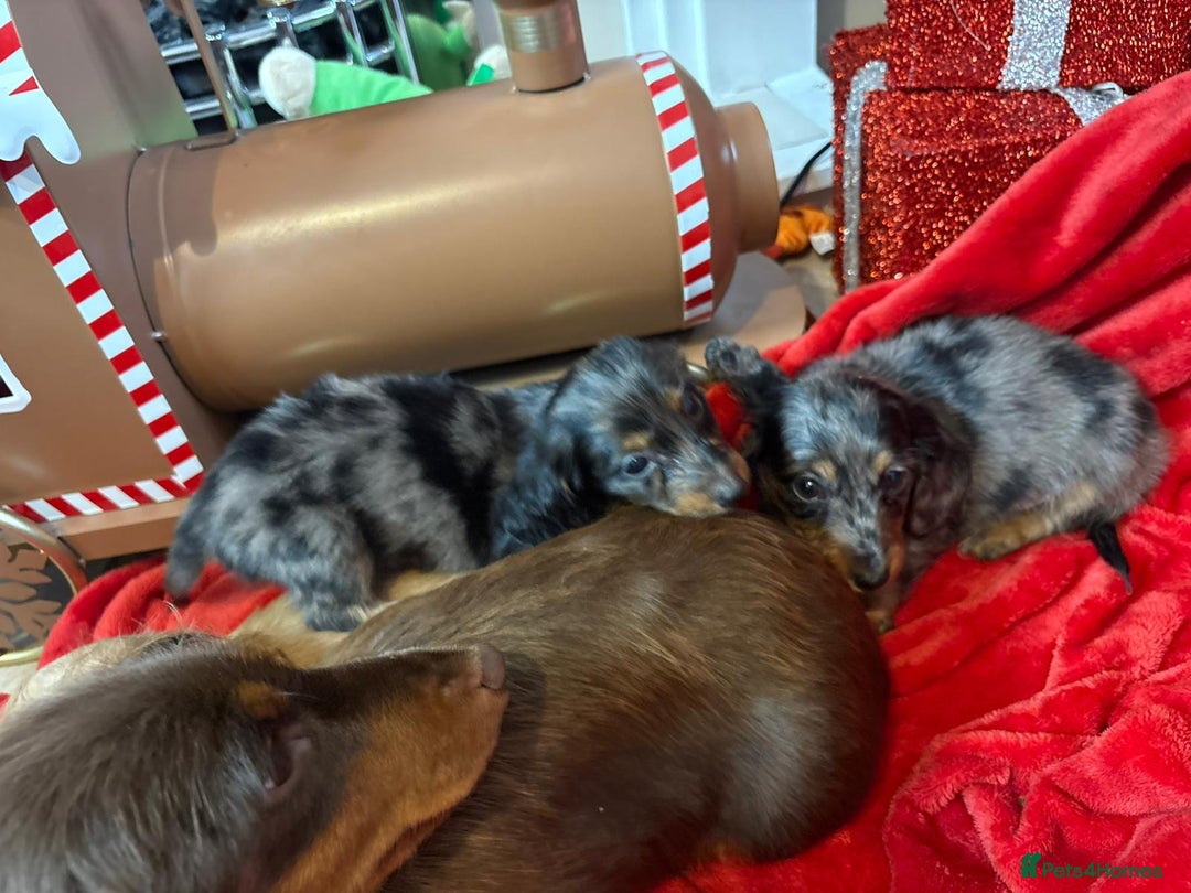 Miniature Dachshund dogs for sale: Long Haired Mini Dashound  - Advert 5
