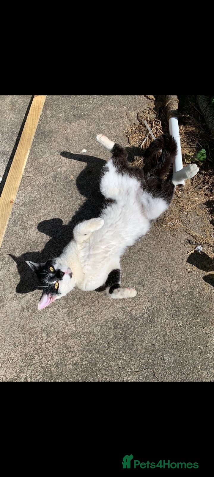 Mixed Breed cats Curly boy, fully outdoor - Advert 3