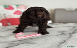 Cocker Spaniel dogs for sale: Full show line health tested cocker spaniel puppy - Image 4