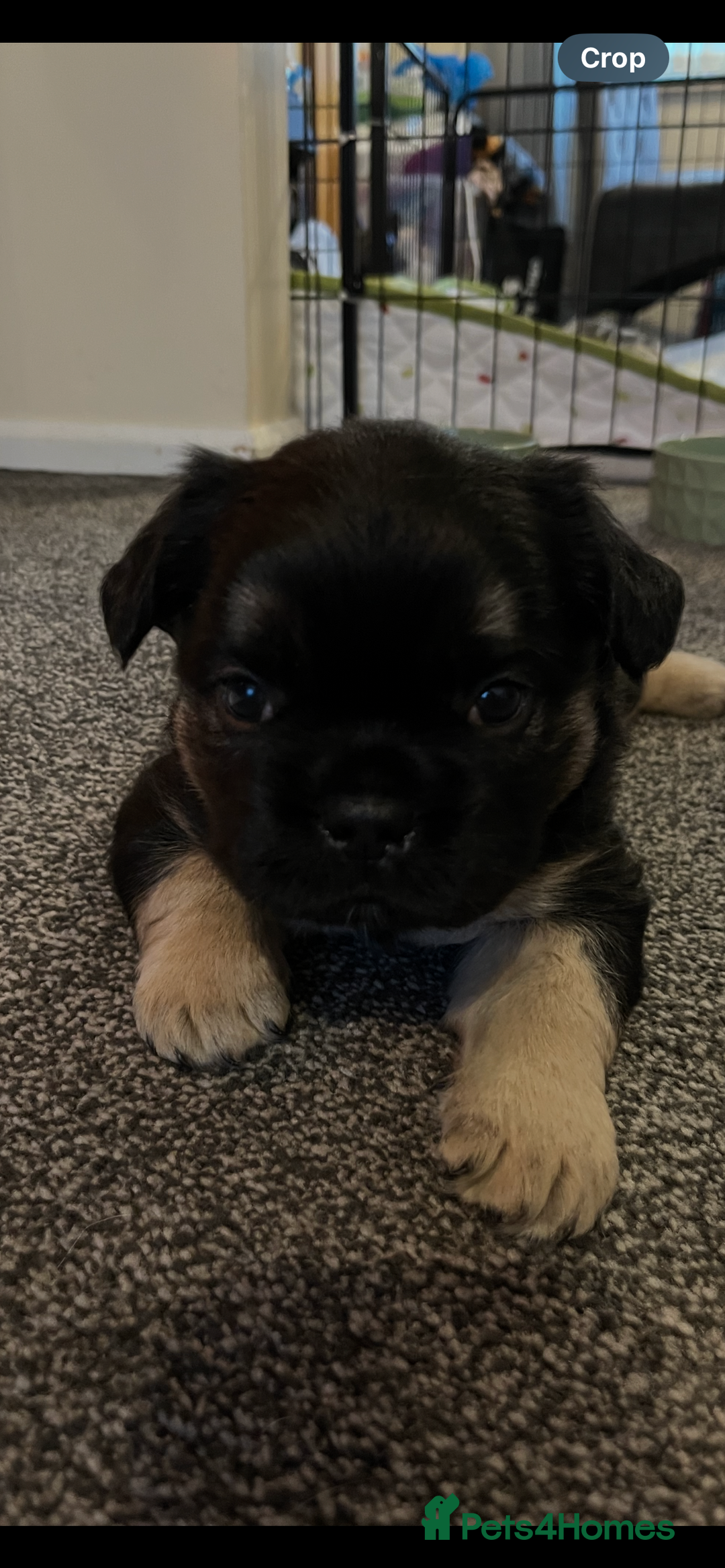 French Bulldog dogs for sale: Ickle fluffy puddings  - Advert 9