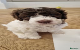 Mixed Breed dogs for sale: Cockapoo - Bernedoodle Pup for sale - Advert 6