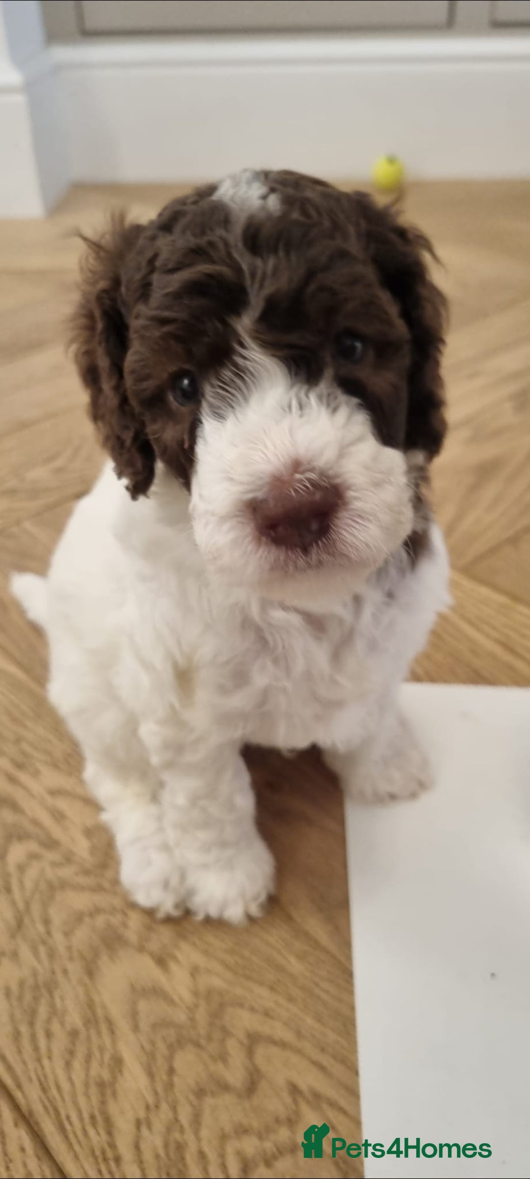 Mixed Breed dogs for sale: Cockapoo - Bernedoodle Pup for sale - Advert 6