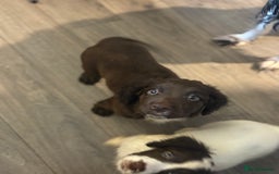 Sproodle dogs for sale: Beautiful Sproodle pups for sale  - Image 4