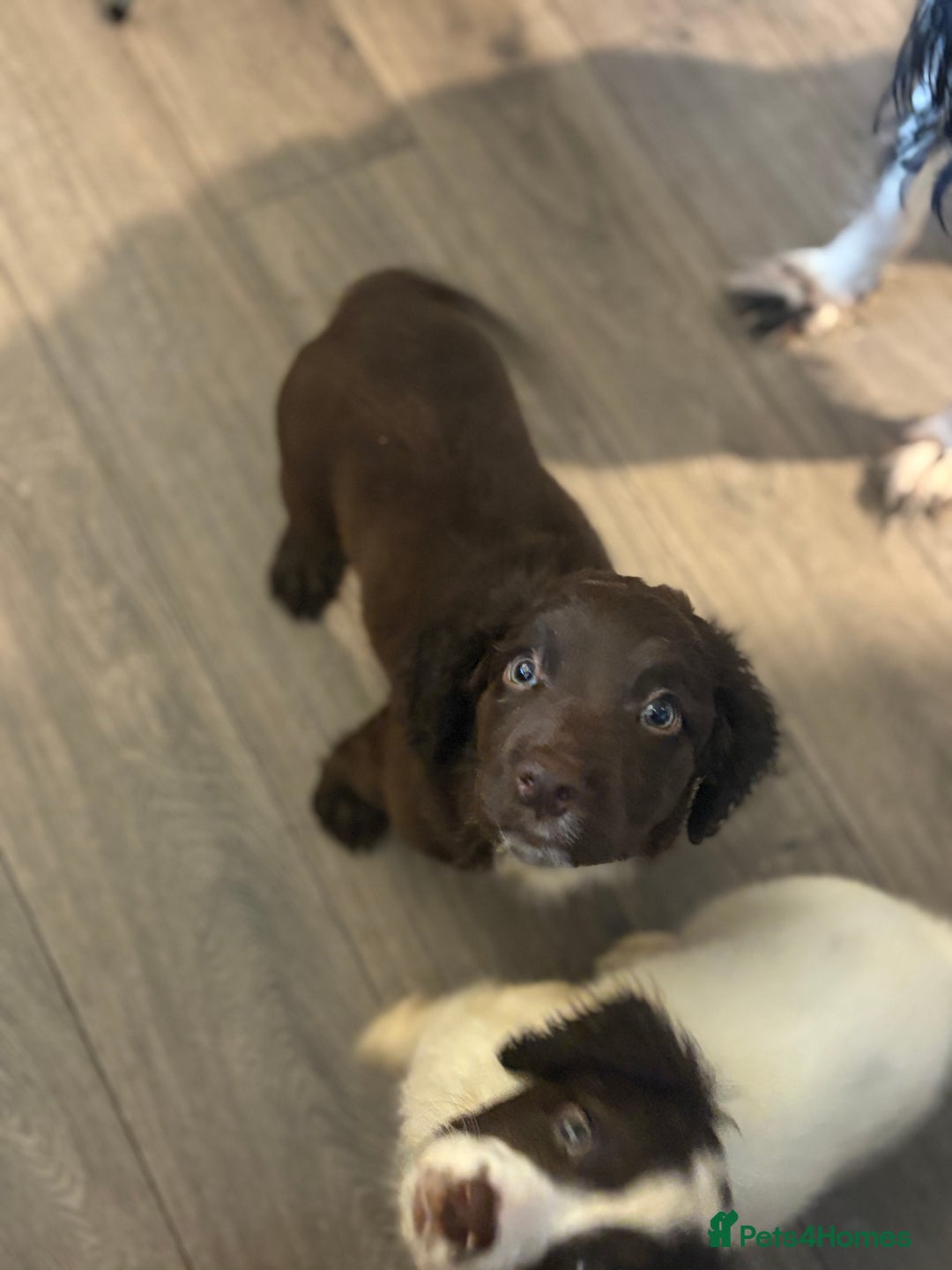 Sproodle dogs for sale: Beautiful Sproodle pups for sale  - Image 4