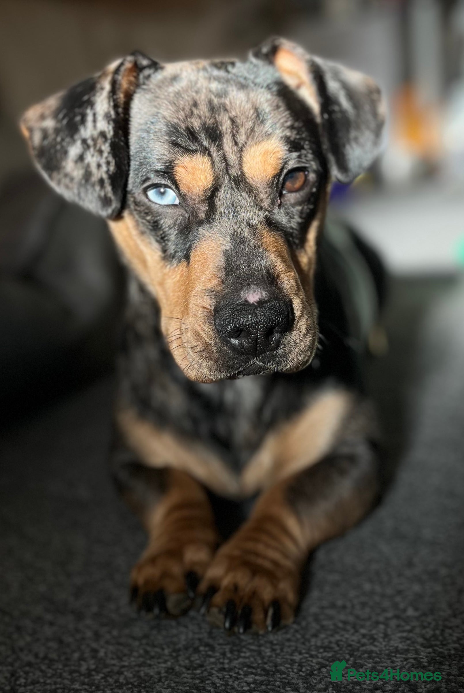 Mixed Breed dogs Dachshund cross frenchie male - Advert 1