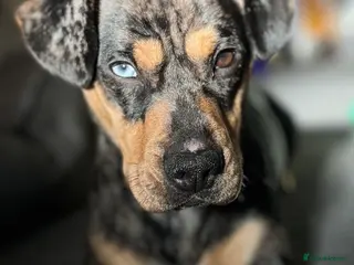 Mixed Breed dogs Dachshund cross frenchie male - Advert 1