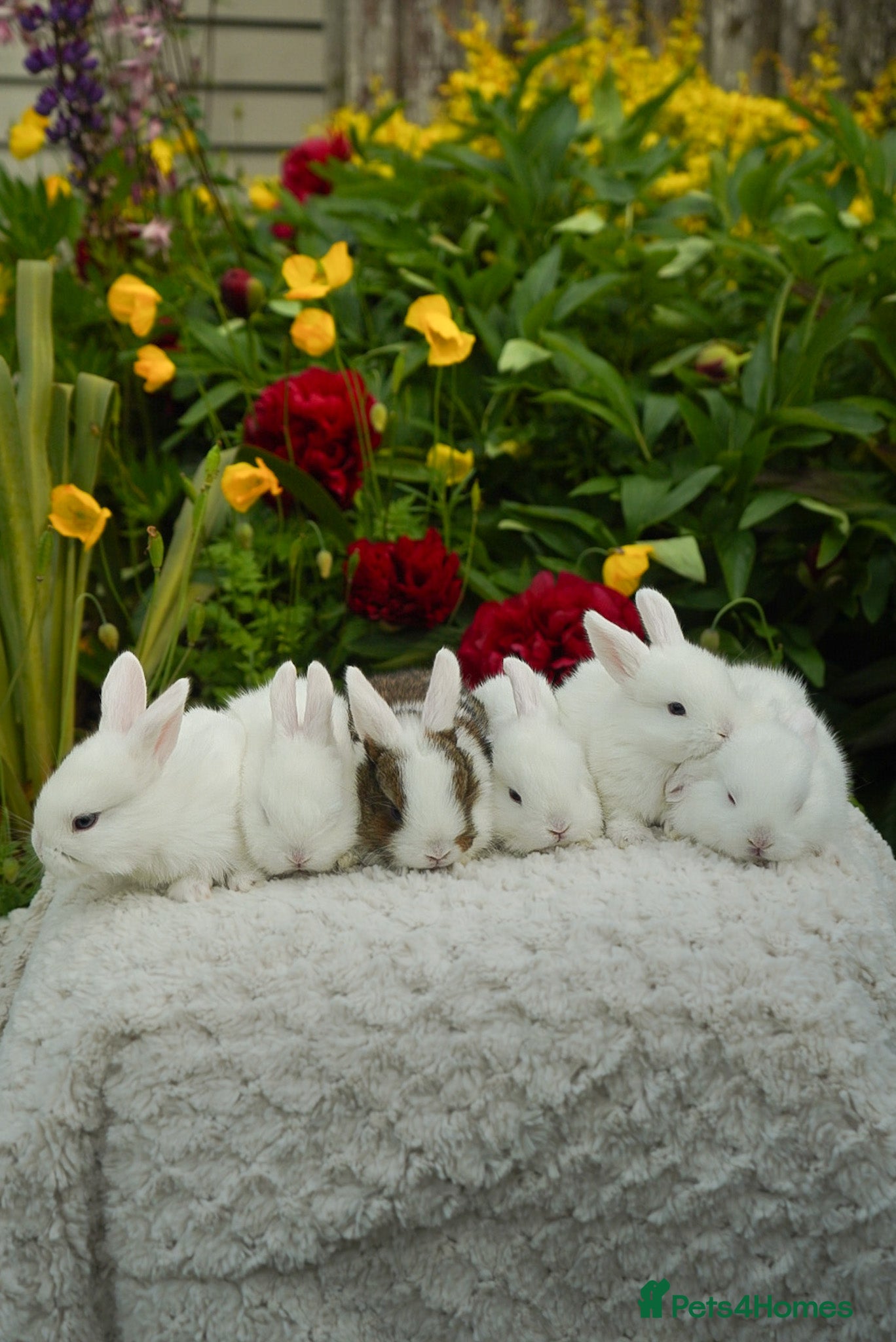 Mixed Breed rabbits Gen 1 plushy’s (mini Rex x mini lop) - Advert 1