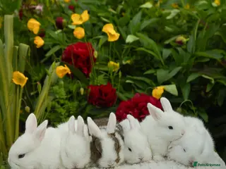 Mixed Breed rabbits Gen 1 plushy’s (mini Rex x mini lop) - Advert 1