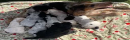 Cocker Spaniel dogs for sale: Show type cocker spaniel puppy’s  - Advert 8