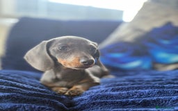 Miniature Dachshund dogs for sale: Miniature dachshund puppies  - Image 5