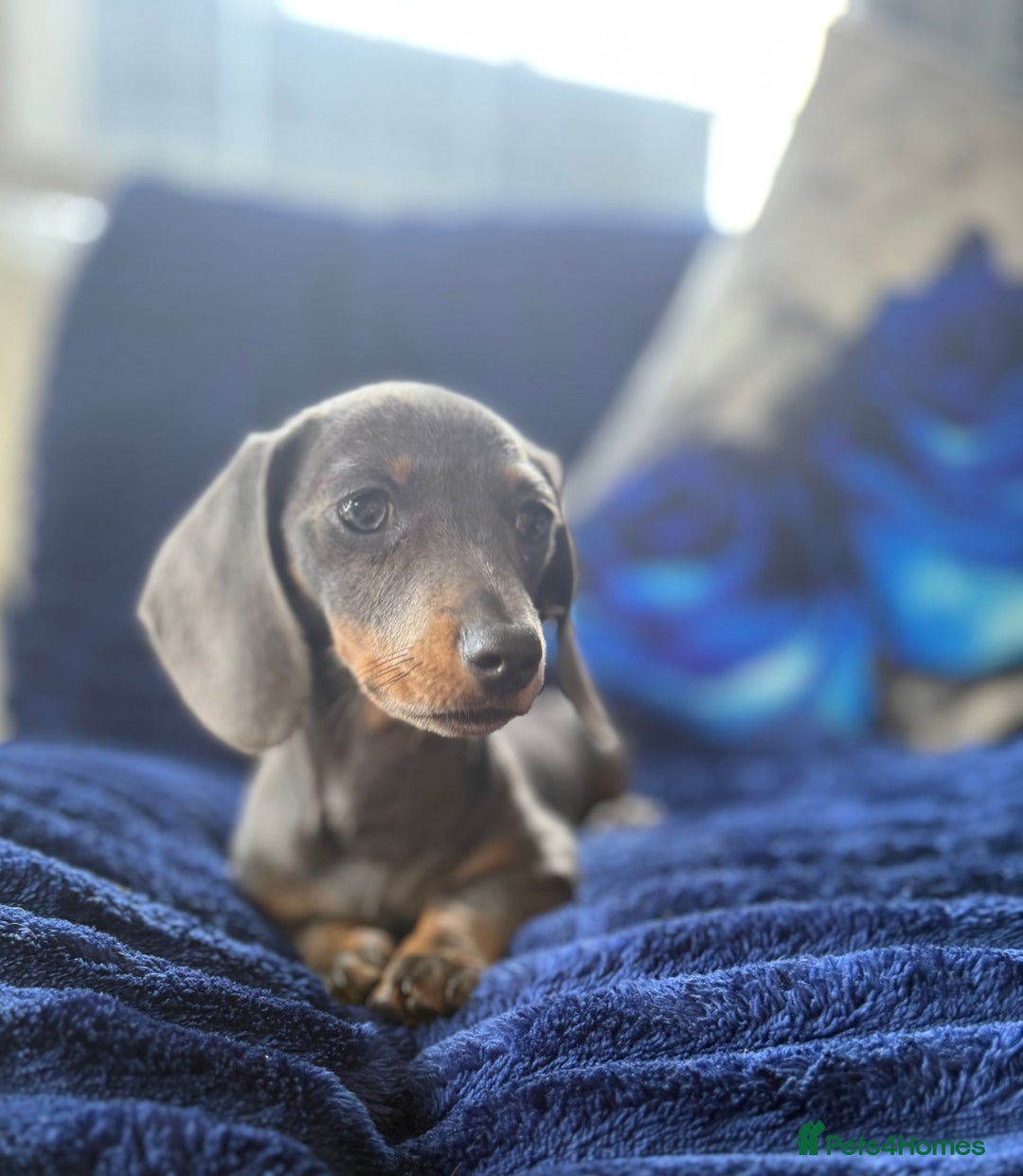 Miniature Dachshund dogs for sale: Miniature dachshund puppies  - Image 5