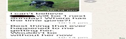 Goldador dogs for sale: Extensively Health tested, Chunky, Great with kids - Advert 22