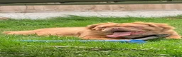 English Bulldog dogs for sale: Fluffy English Bulldog Puppies - Advert 4