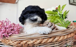 Cockapoo dogs for sale:  cockapoo puppies **READY GO GO** - Image 27