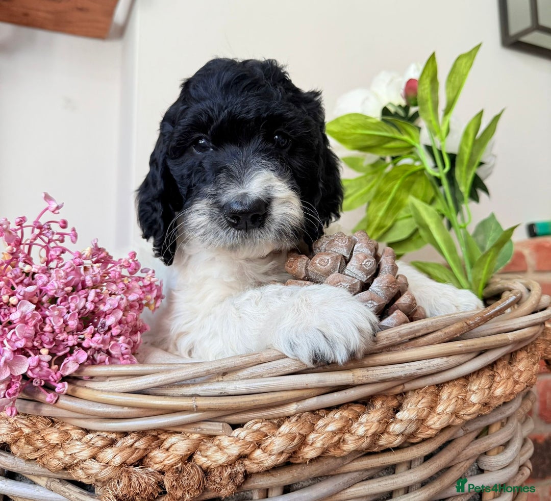 Cockapoo dogs for sale:  cockapoo puppies **READY GO GO** - Image 27