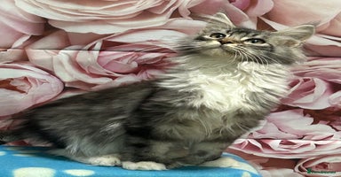 Maine Coon cats - Advert 12