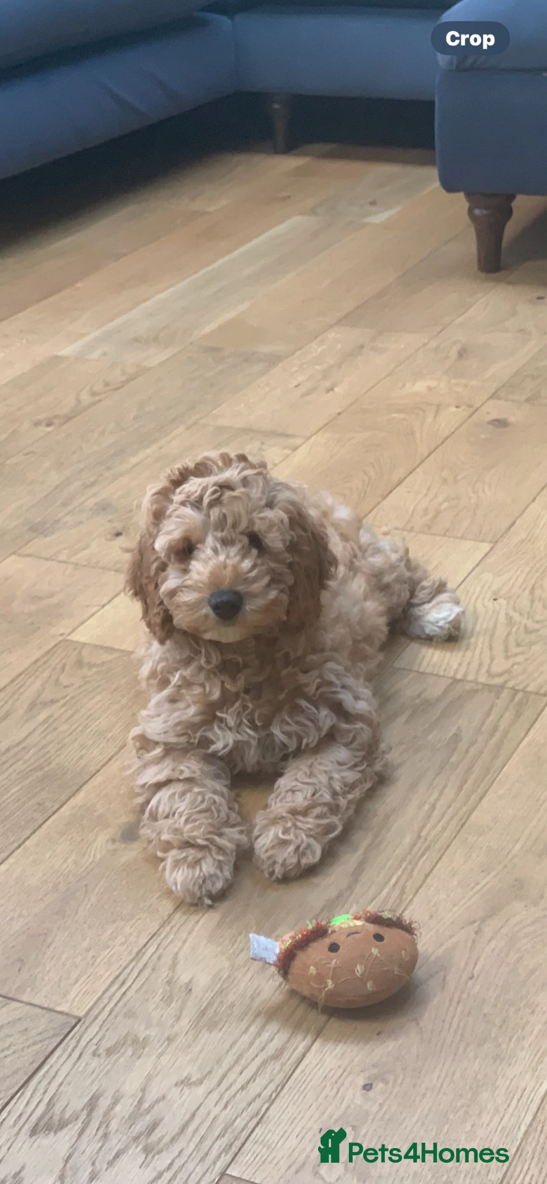 Labradoodle dogs for sale: Double Doddle puppies ( Health tested )  - Advert 1