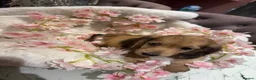 Dachshund dogs for sale: Beautiful miniature dachshunds - Advert 2