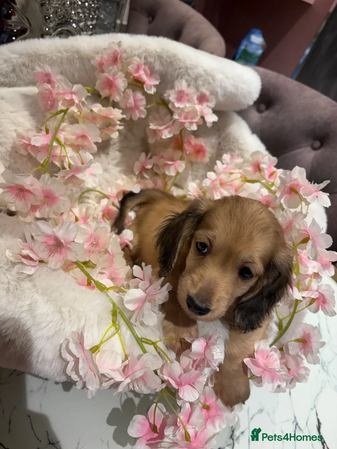 Dachshund dogs for sale: Beautiful miniature dachshunds - Advert 2