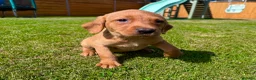Labrador Retriever dogs for sale: Fox Red KC Registered Labradors 🐾🐾🐾 - Advert 5