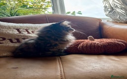 Persian cats for sale: Beautiful Pedigree Persians  - Image 7