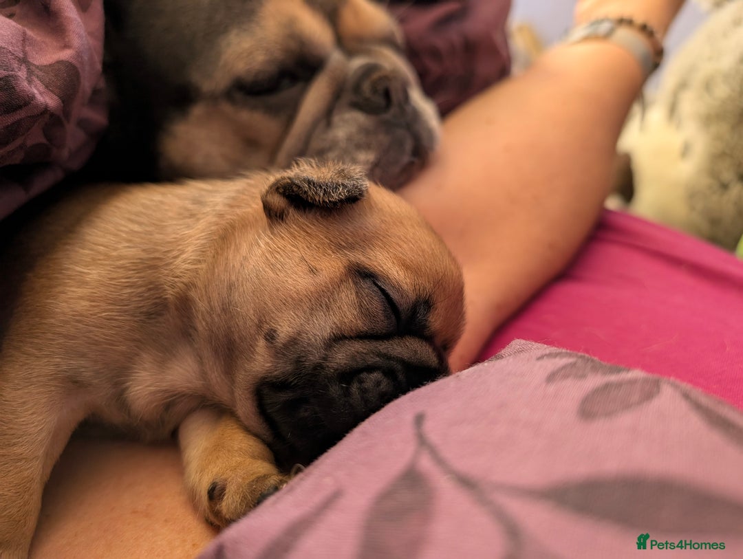 French Bulldog dogs for sale: Stunning Red fawn black & tan KC reg frenchie pups - Image 23