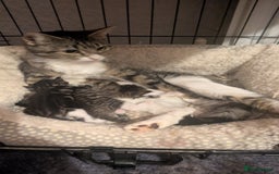 Mixed Breed cats for sale: 3 Kittens For Rehoming  - Image 8