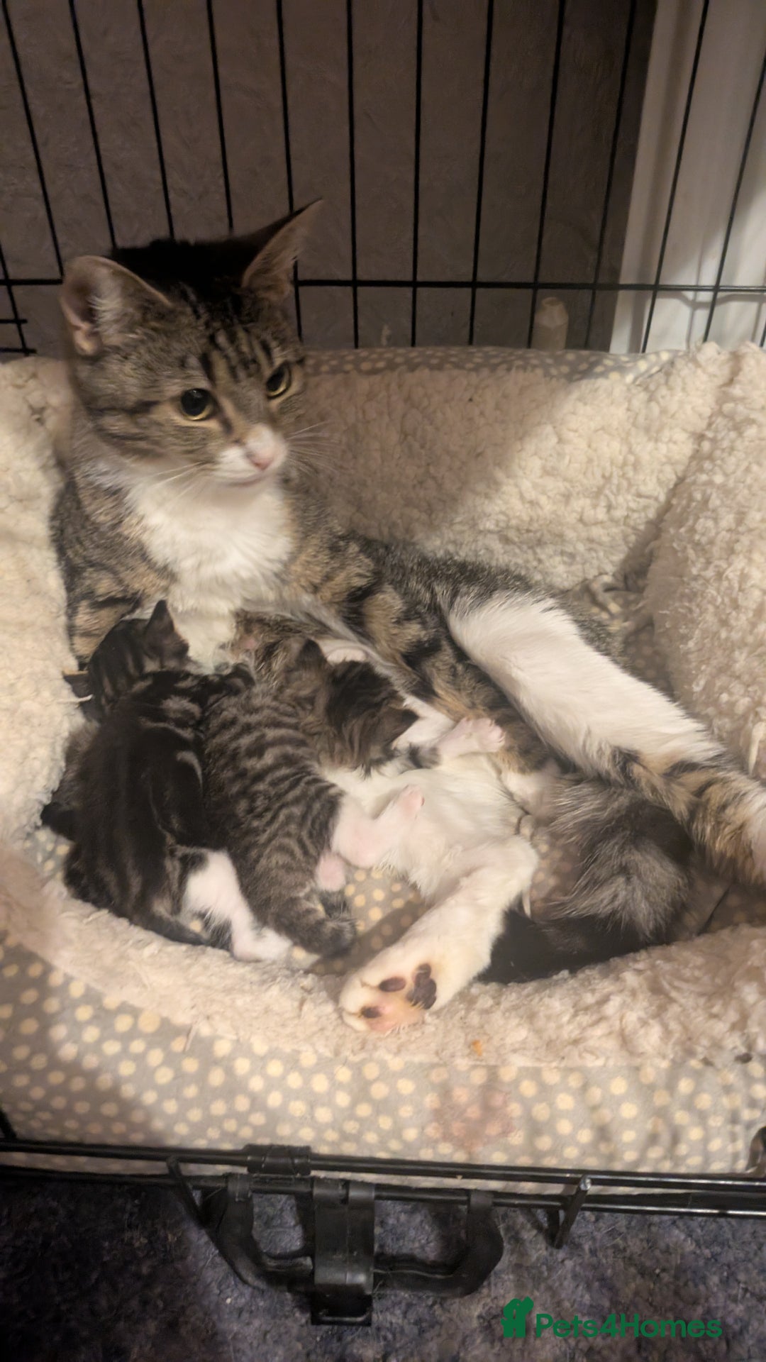Mixed Breed cats for sale: 3 Kittens For Rehoming  - Image 8