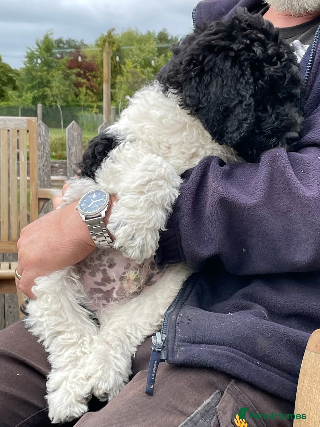Standard Poodle dogs for sale: Standard Poodle x St Berdoodle  - Image 9
