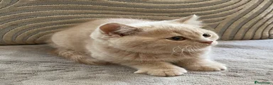 Cream British Shorthair male