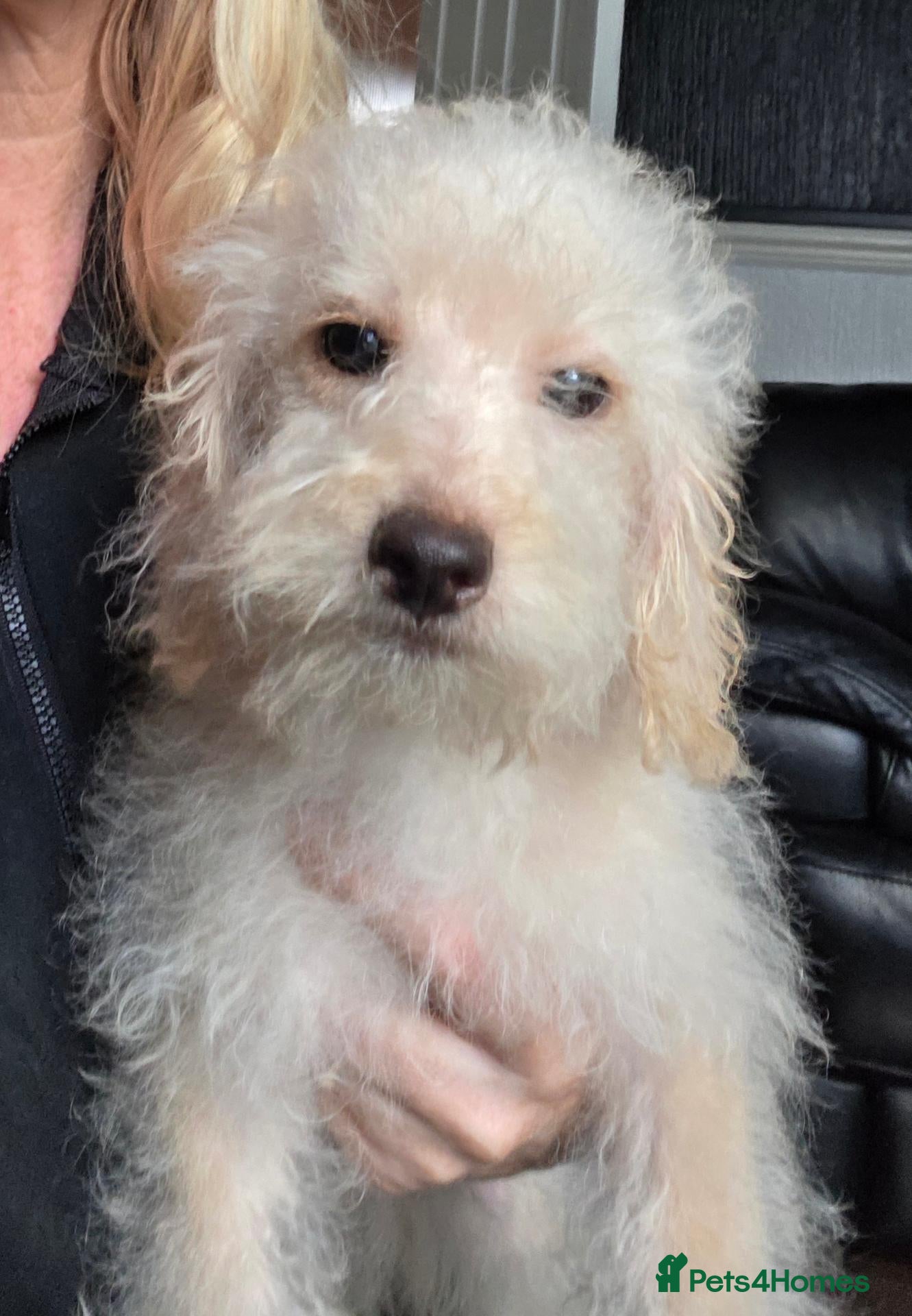 Jackapoo dogs Toy poodle 3/4 puppies  - Advert 2