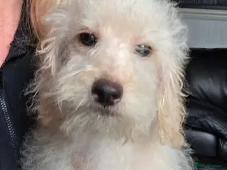 Jackapoo dogs Toy poodle 3/4 puppies - Advert 2