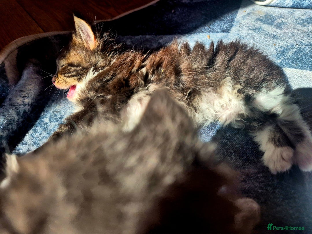 Maine Coon cats for sale: Maine Coon kittens  - Image 4