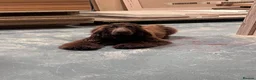 Cocker Spaniel dogs for sale: Cocker spaniel girl  - Advert 5